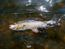 First grayling on the nymph.