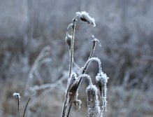 Frozen plant.