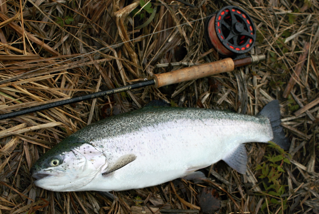 Really nice silver overwintered fish. Superb fighter on the 5wt rod!