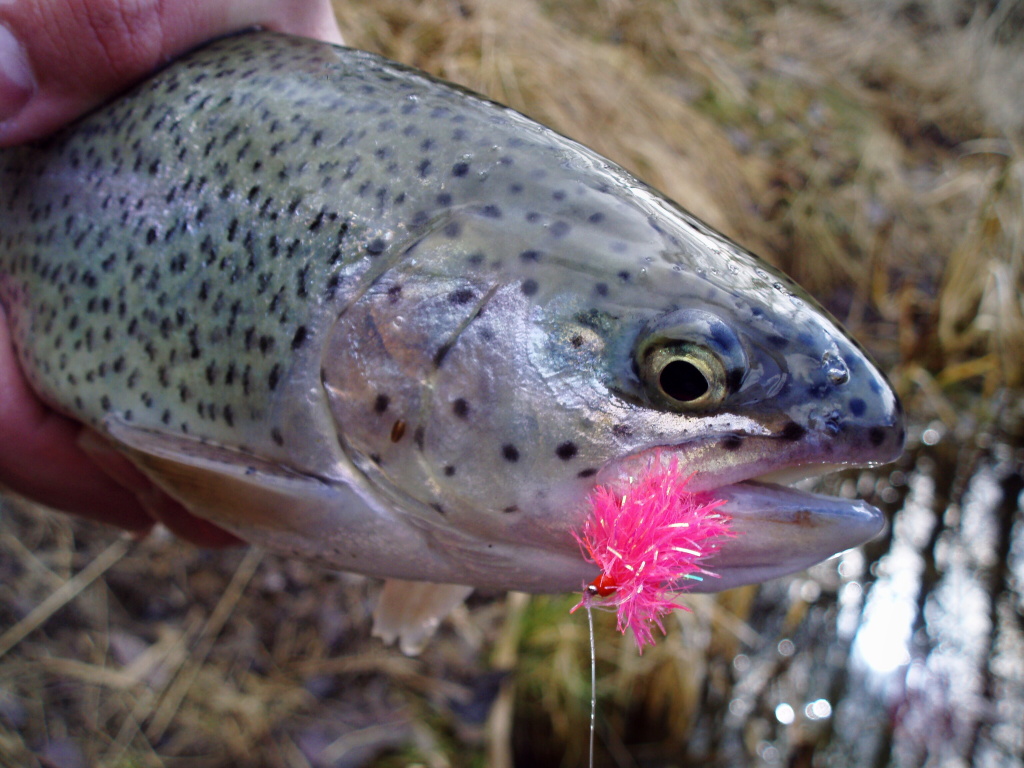 Pink Blob & Head of the spring rainbow.