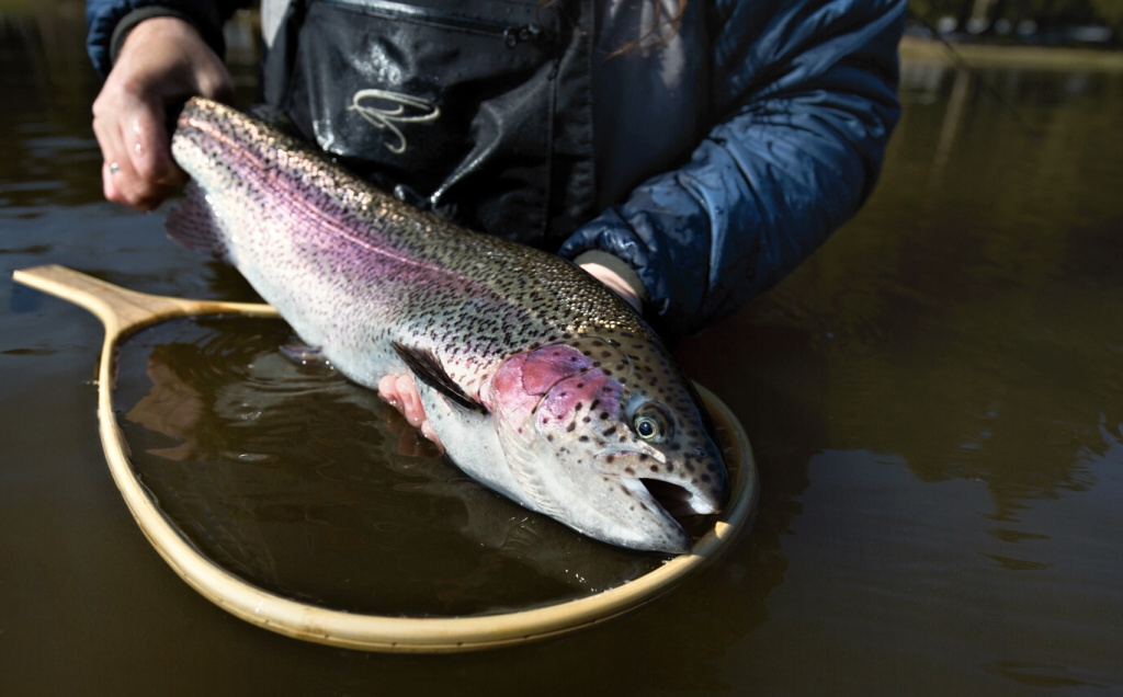 Beautifully colored big rainbow... Few moments before realease.