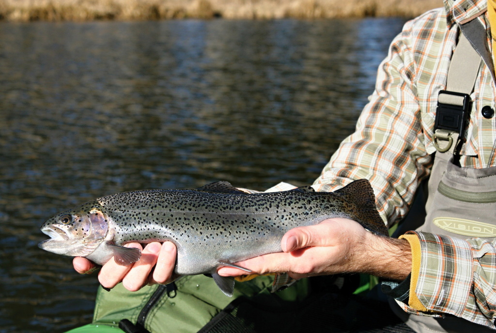 Very nicely colored rainbow trout that was caught on a beautiful sunny day in early March.