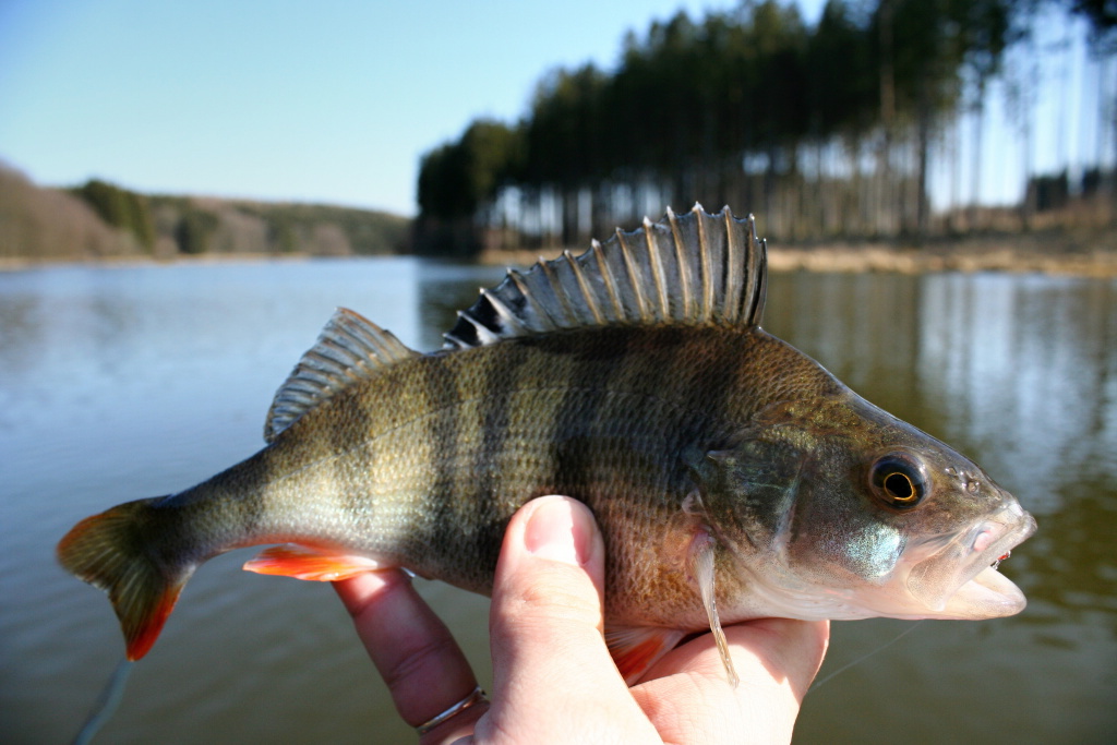 Hungry perch are also very frequent secondary catches of spring fishing trips. They love colorful attractors, nymphs and small fish streamers.