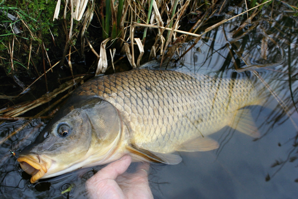 Nice carp can also "spice up" trout fishing on still water.