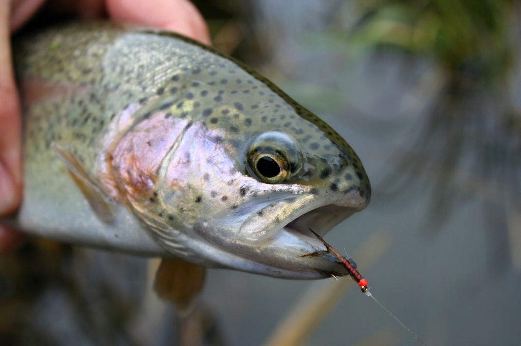 Smaller rainbow as evidence! ;-)