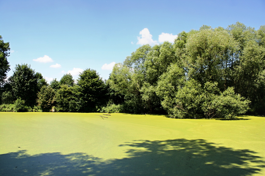 Water flower! Now we must just listen and search fish activity... Or go for a cold beer!