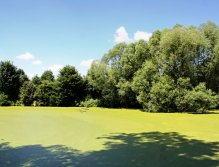 Water flower! Now we must just listen and search fish activity... Or go for a cold beer!