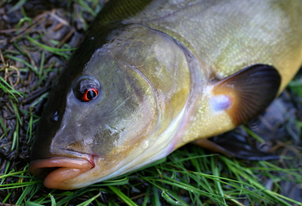 Tinca Tinca's red devils eye.