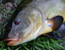 Tinca Tinca's red devils eye.