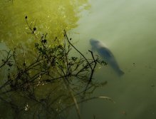 Big grass carp in my territory = Big challenge!!!