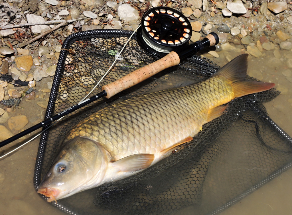 A little thin, but more warlike.