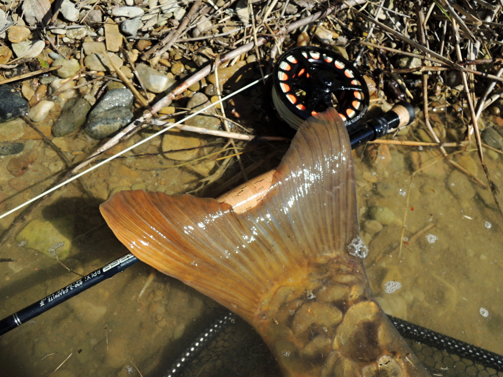 Whale tail of my giant mirror carp.