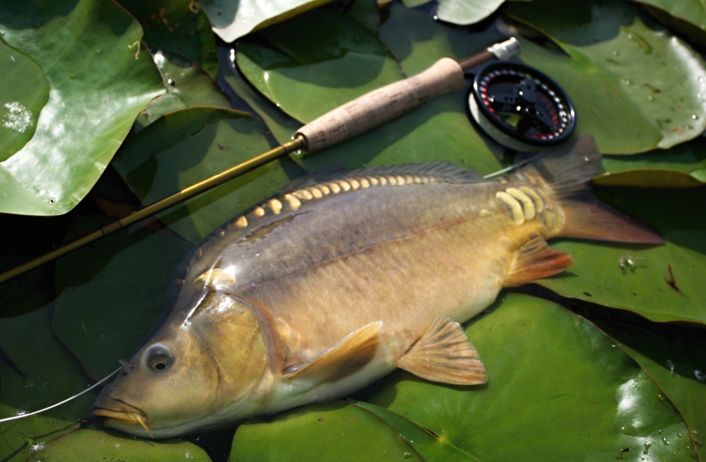 Baby carp & Water lilies.