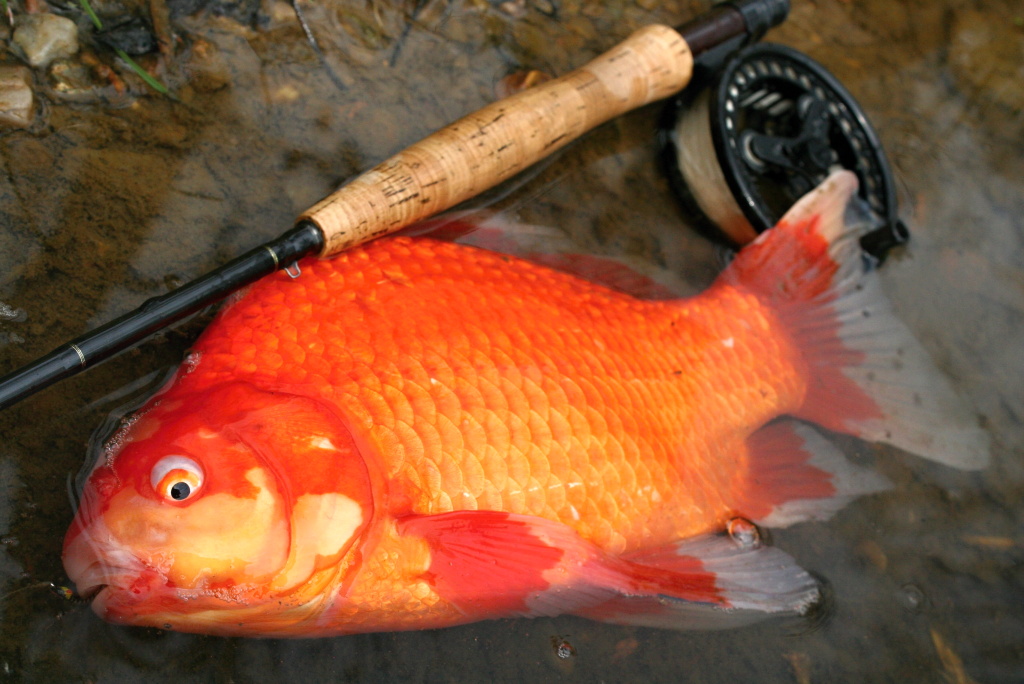 "Three wishes" on the fly :-) Believe or not, but I caught this fish on the public trout water!