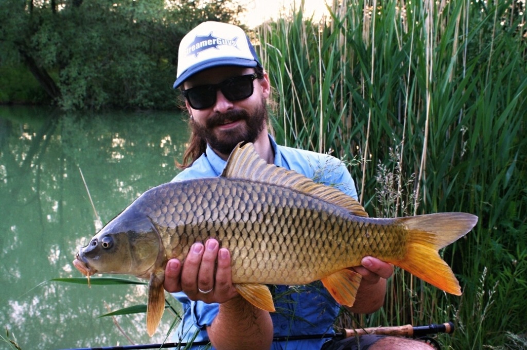 Honey colored carp from summer evening.