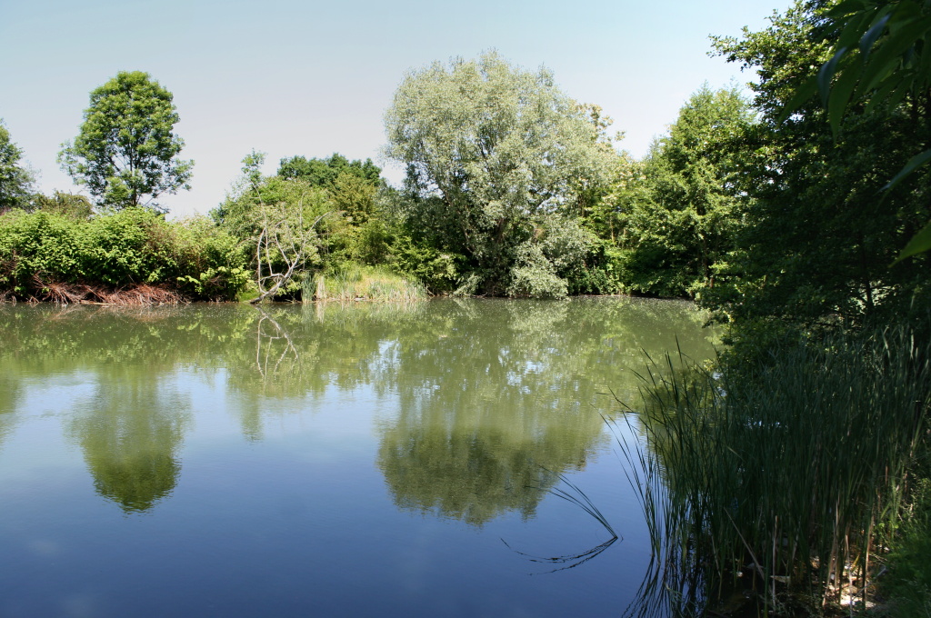 Great place for summer carp stalking.