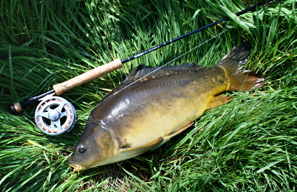 Relly nice mirror carp from the river - very tough fighter!