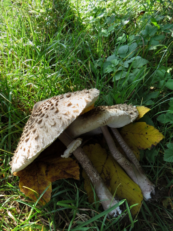 Nice and tasty autum no-fish catch! I love steaks from this mushroom! :-)