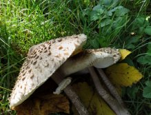 Nice and tasty autum no-fish catch! I love steaks from this mushroom! :-)