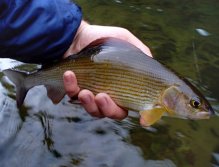 Beautiful grayling male is posing for my camera.