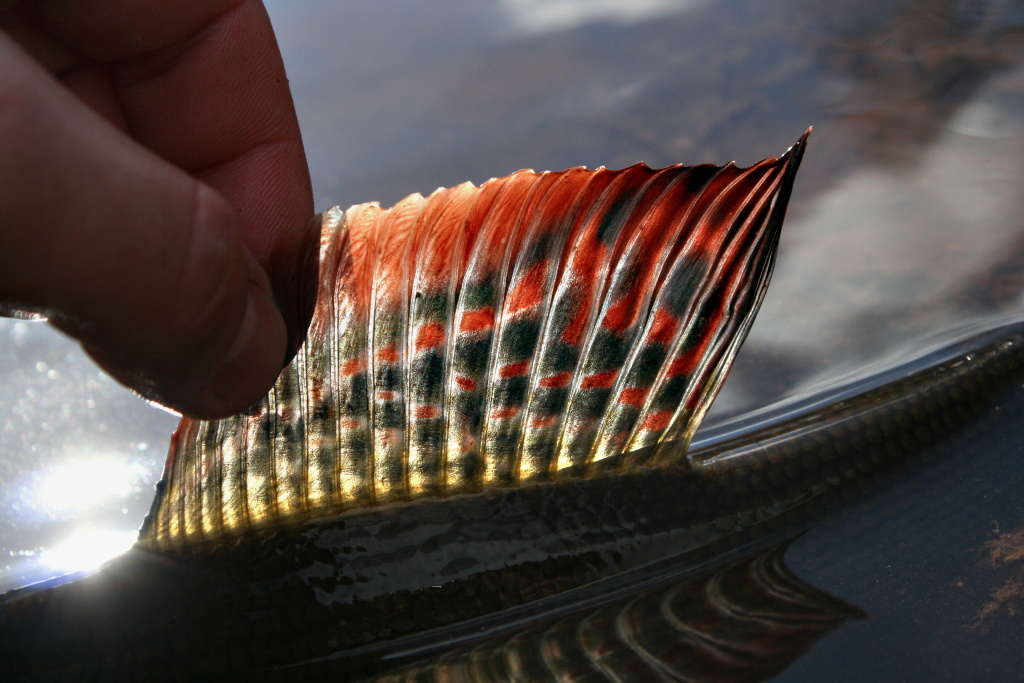 The gorgeous drawing of grayling's flag perfectly co-operates with the sunshine and I can cacth the beauty of nature!