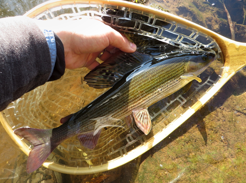 The king of the day on the dry fly. Have a great autumn days! Ale�