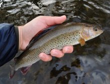 Really nice grayling for the start of my autum trip.