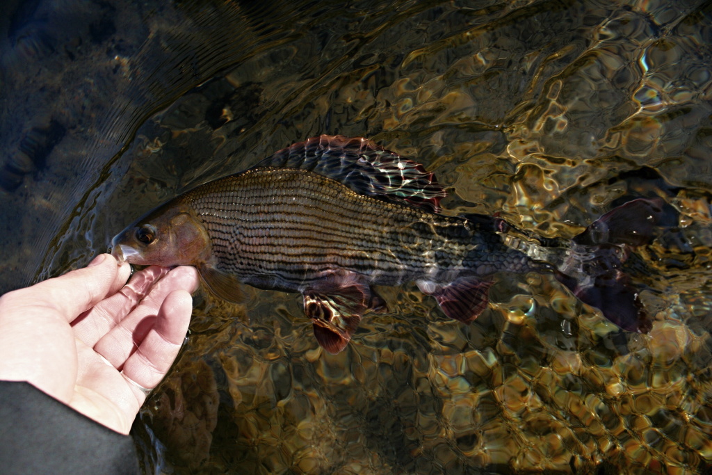 Grayling Quasimodo is waiting for photo and release from my hook.