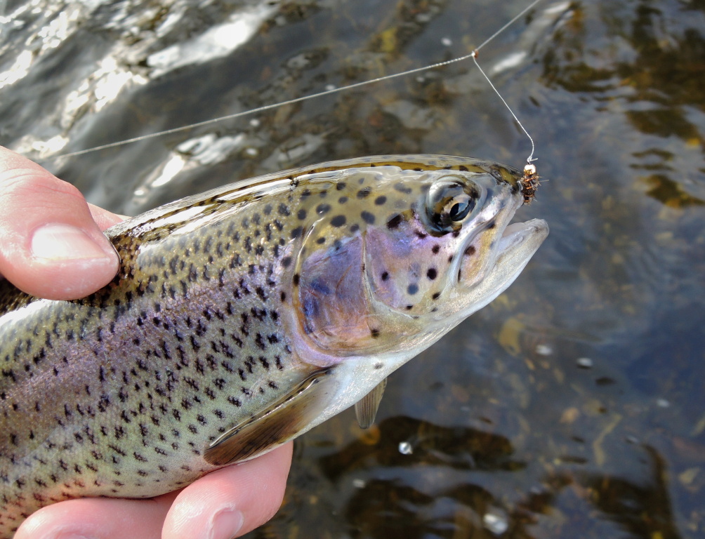 Another nice rainbow trout and my small, but effective fly!