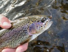 Another nice rainbow trout and my small, but effective fly!