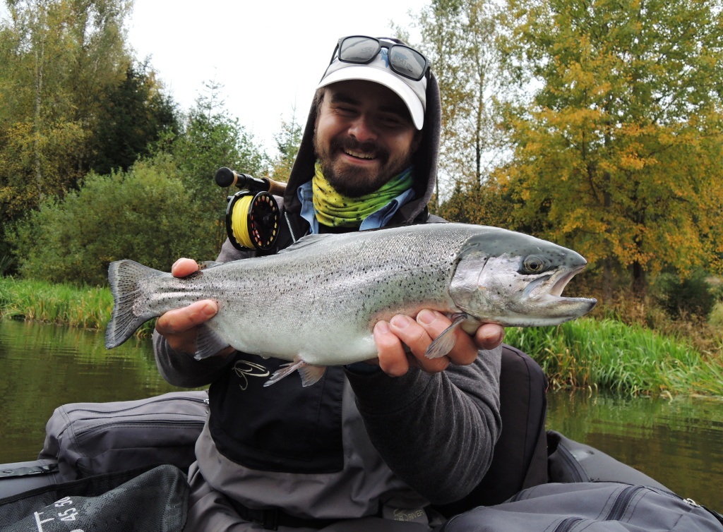 The athletic silver colored rainbow could not resist the small natural imitation of the brown midge pupa.