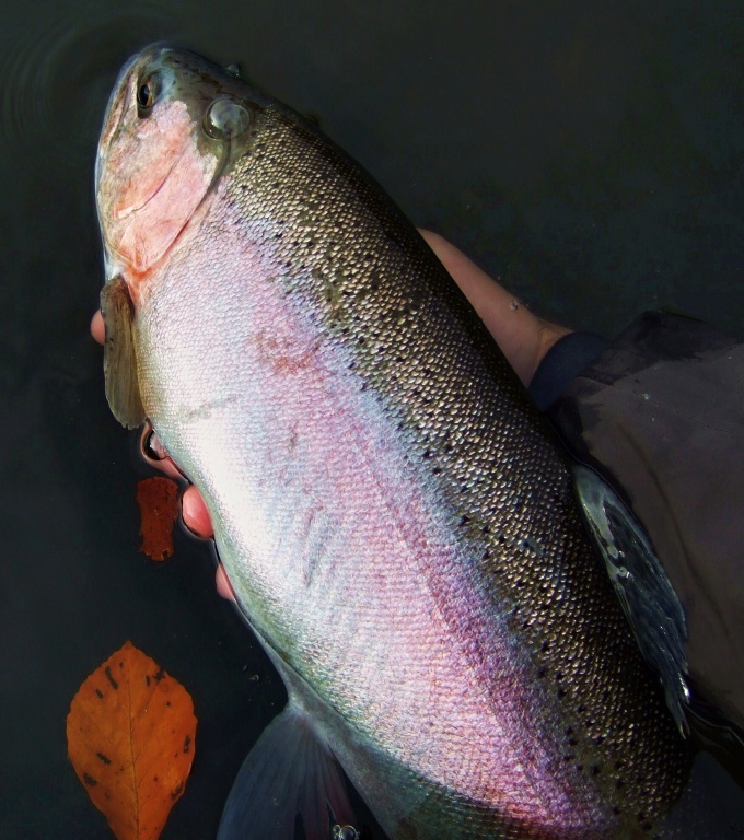 Heavy rainbow is ready to release!