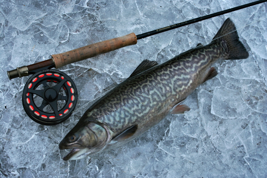Tiger on the ice. Goodness for our winter dinner.