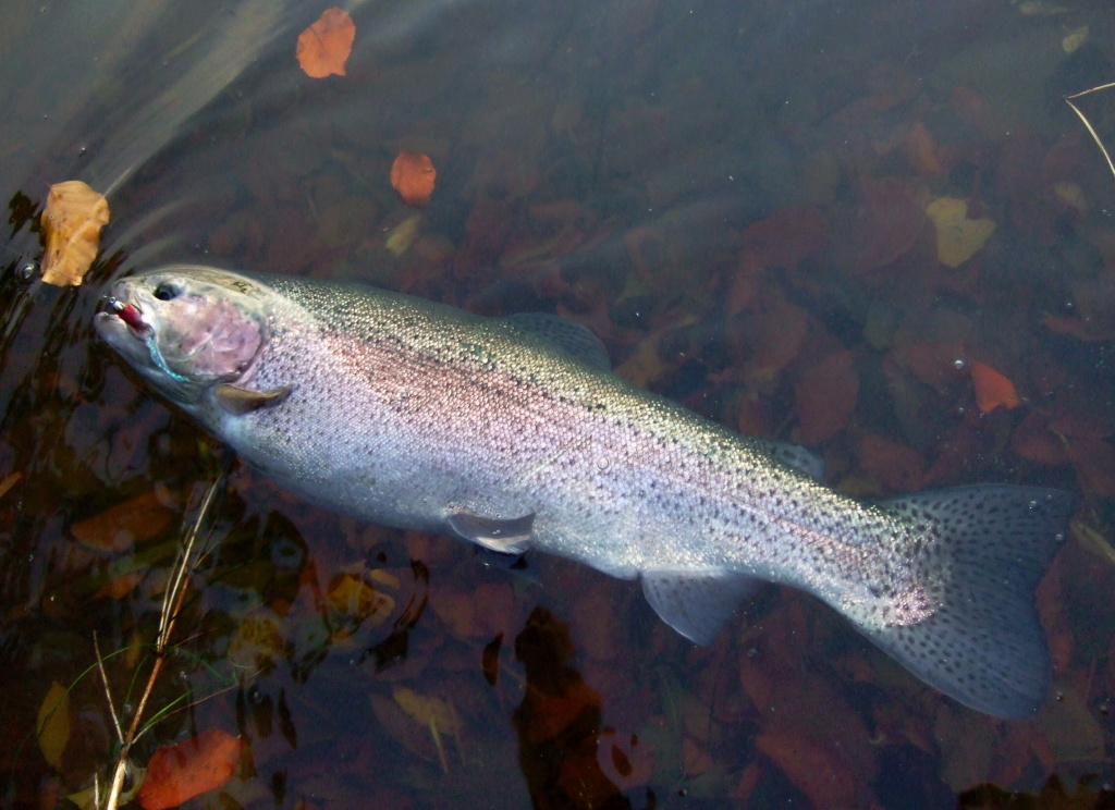 Purple colored rainbow trout with a nice big tail.