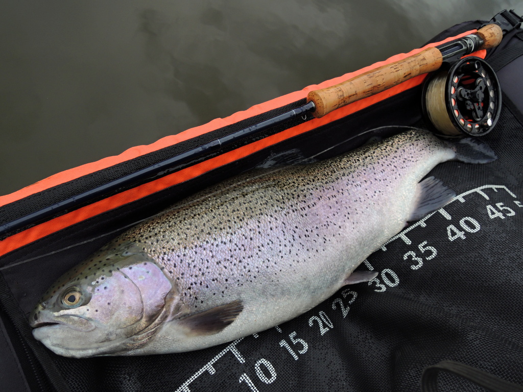 Nice big female of rainbow trout caught on Viva Blob.