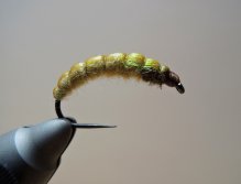 AR Ligh Olive Barbel Rhyacophila