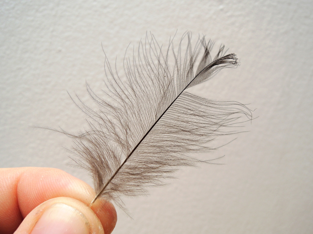 STEP 7 - CDC Feather Sellecting