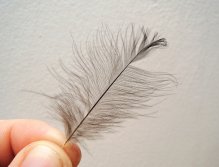 STEP 7 - CDC Feather Sellecting