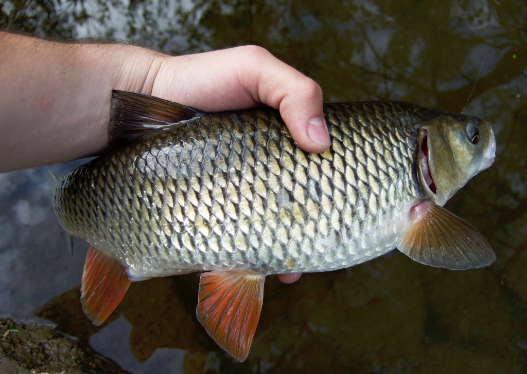 For example this nice golden chubby chub!