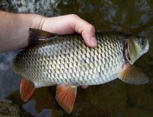 For example this nice golden chubby chub!