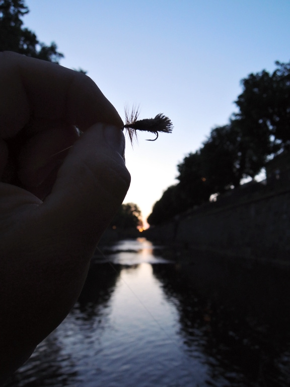 Still life with my Goddard Sedge - fly for the evening and my favorite dry fly for chub!