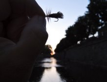Still life with my Goddard Sedge - fly for the evening and my favorite dry fly for chub!