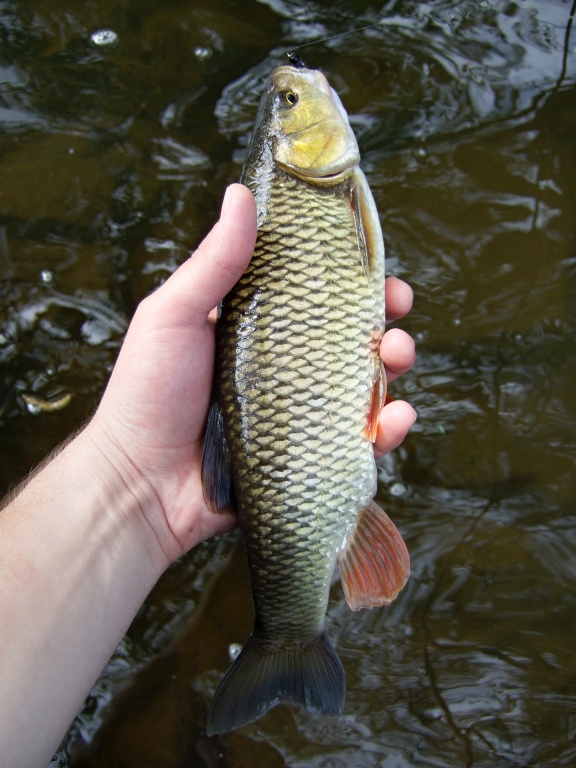 First fish! Nice golden chub from the city river.