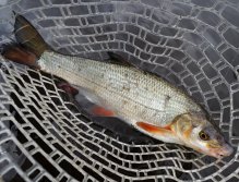 Nice "Chondrostoma nasus" caught on a small tungsten nymph is in the net!