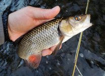 Urban Fly Fishing For Coarse Fish - Gallery