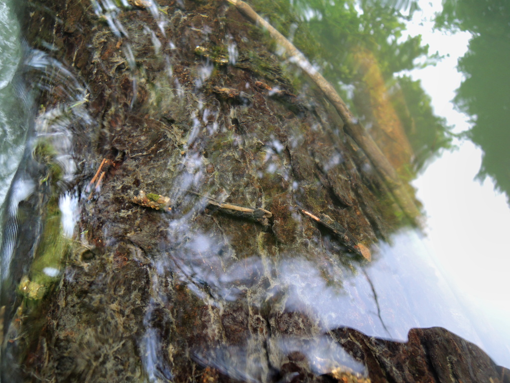 A underwater tree covered over its entire length by a large number of cased caddis. Large protein bomb for the fish population here.