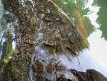 A underwater tree covered over its entire length by a large number of cased caddis. Large protein bomb for the fish population here.
