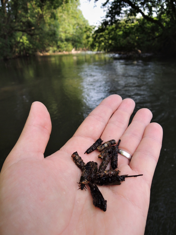 Cased Caddis on the palm of my hand are slowly coming to life.