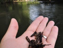 Cased Caddis on the palm of my hand are slowly coming to life.