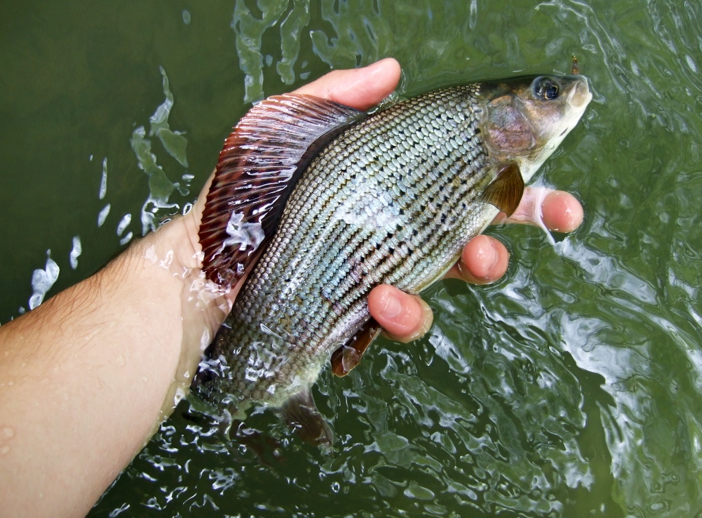 Nicely colored grayling is ready for release from my hand.